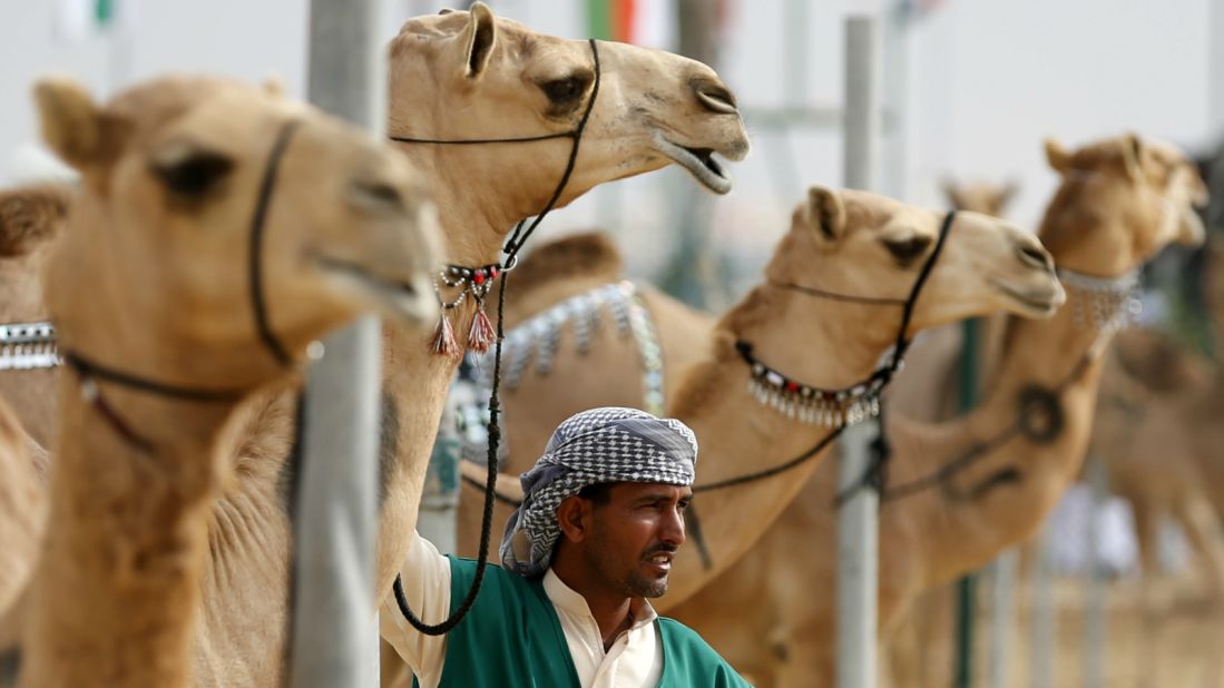 Not far from the oasis is Al Ain's buzzing camel market -- one of the last of its kind. Visitors can walk among the traders and get close to the animals. 