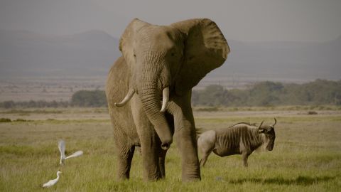 As Netflix does not operate in China, the directors are seeking alternative avenues to broadcast "The Ivory Game" and make it part of the national conversation.