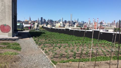 Brooklyn Grange is one of many rooftop farms surrounding New York City