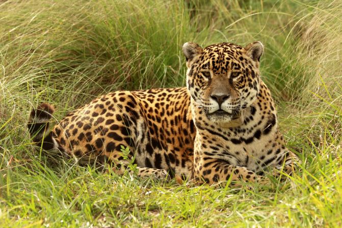 As well as protecting the landscape, Tompkins has also nurtured wildlife including giant anteaters, pampas deer, white collared peccaries, jaguars, main wolves and tapers -- many of which were extirpated, she says. 