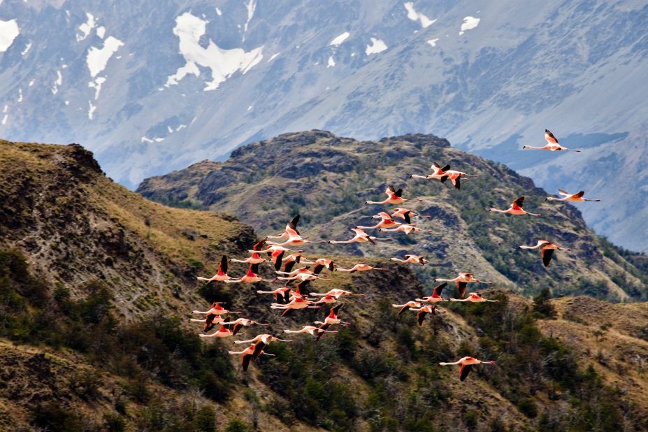 Patagonia's rich and varied landscapes are home to thousands of species of birds and mammals. 