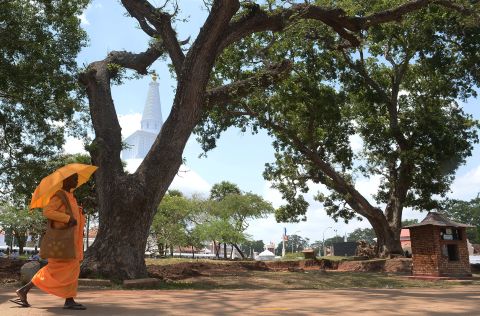 The environmental hero has earned numerous awards and has a foundation named after her -- "Saalumarada" meaning "row of trees." Pictured, a holy banyan tree in Sri Lanka. 