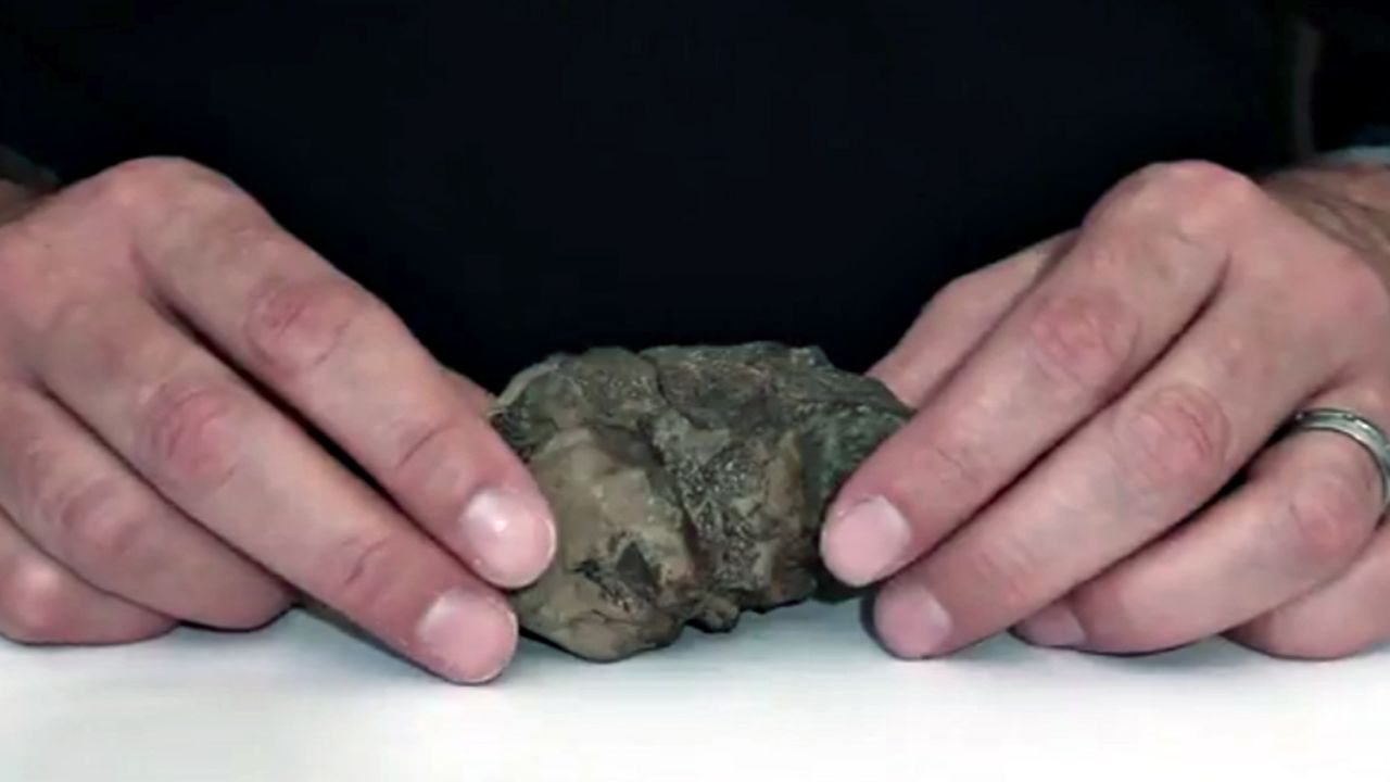 The fossil brain can fit in a closed hand.