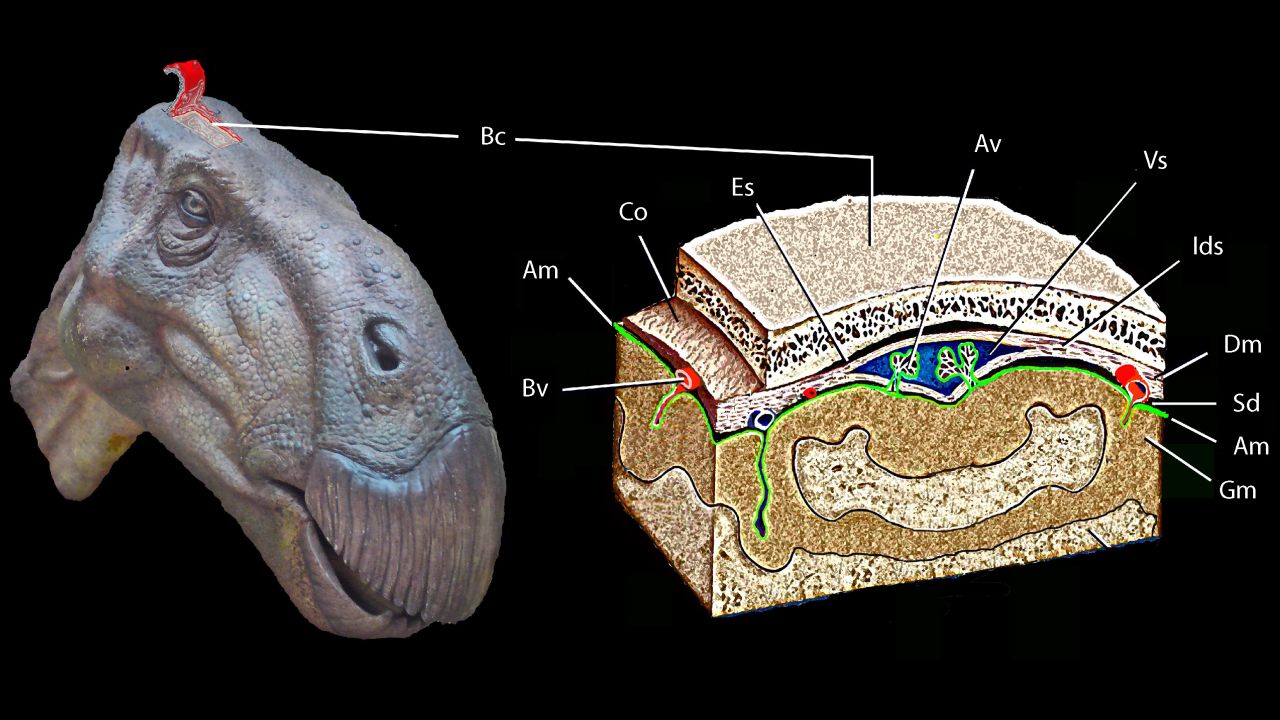 An idealized reconstruction done by researchers of the head of an iguanodontian dinosaur showing the dorsal braincase and associated soft tissue feature.