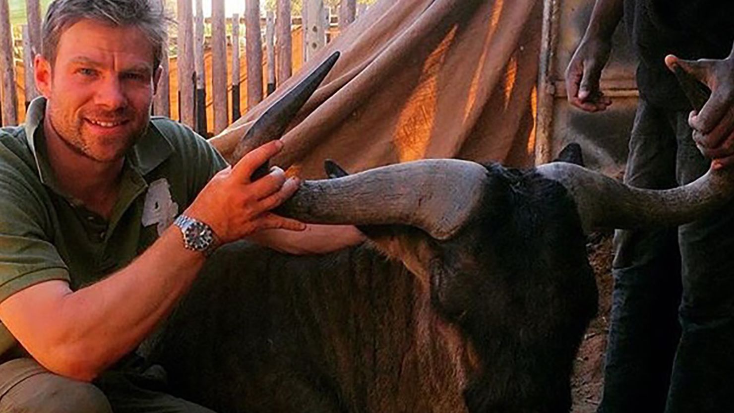 Vet Jonathan Cranston with wildebeest that may have infected him with zoonotic TB.