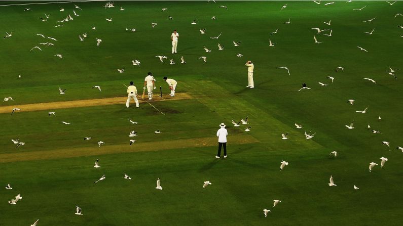 Hundreds of seagulls fly over the cricket pitch in Melbourne during a Sheffield Shield match between Victoria and Tasmania on Wednesday, October 26.