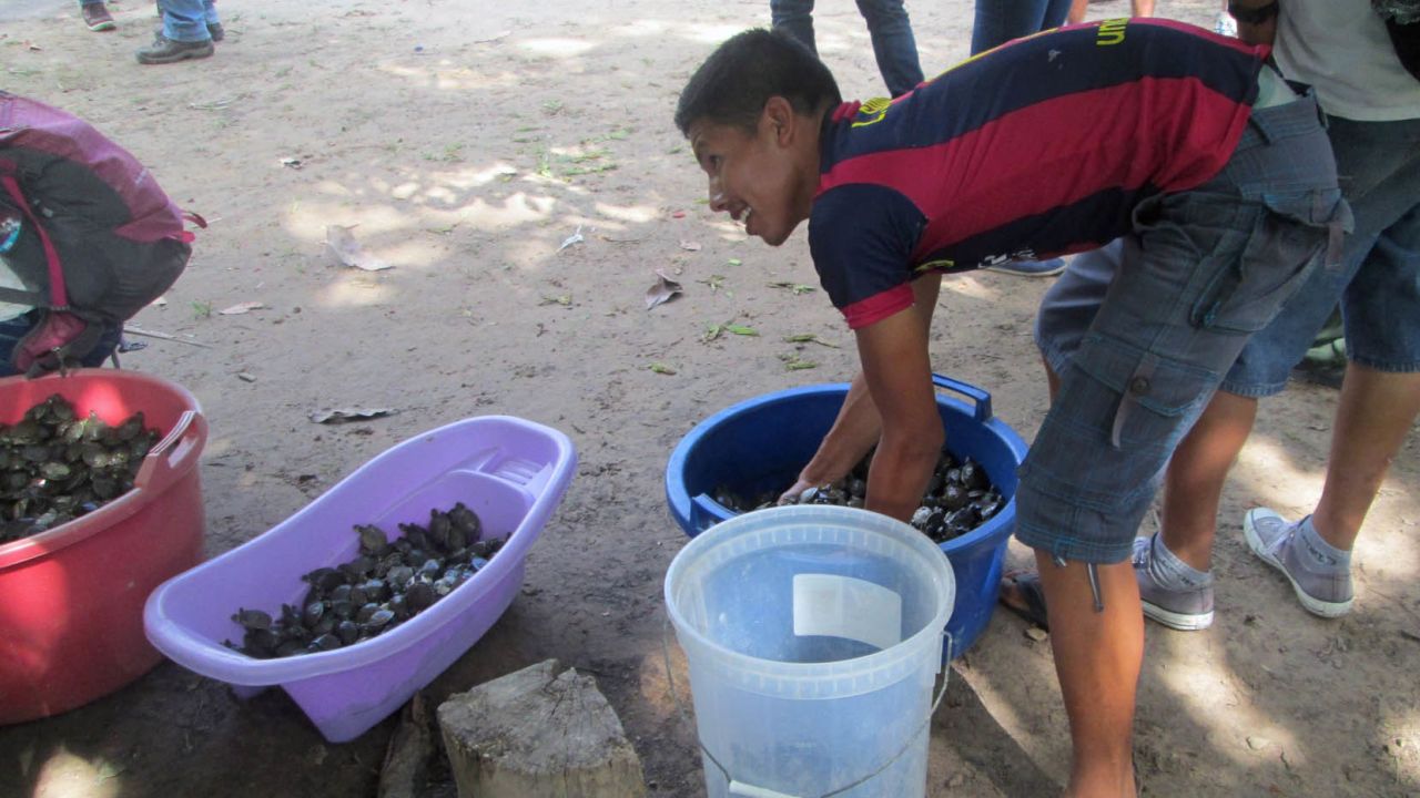 Volunteers prepare to release thousands of baby Taricaya turtles.