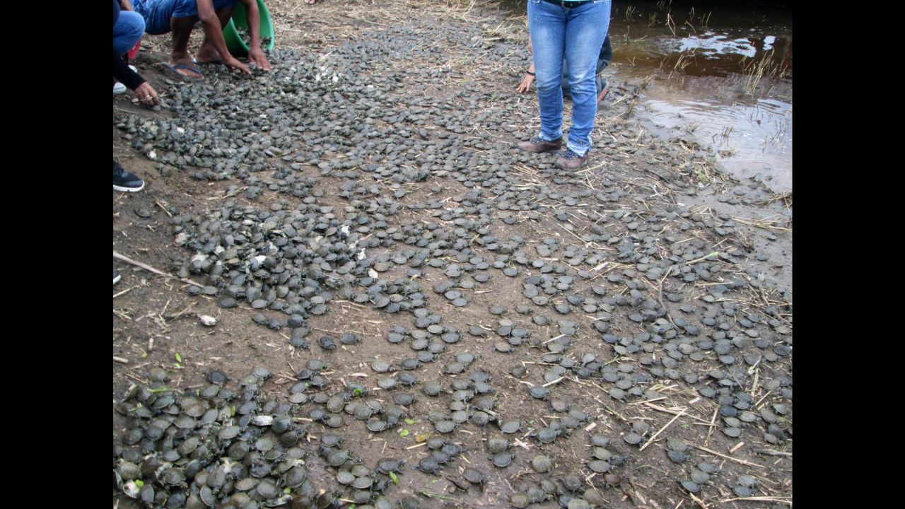 Thousands of baby Taricaya turtles were released in a stream of the Pacaya-Samiria National Reserve in Peru's  Loreto region.