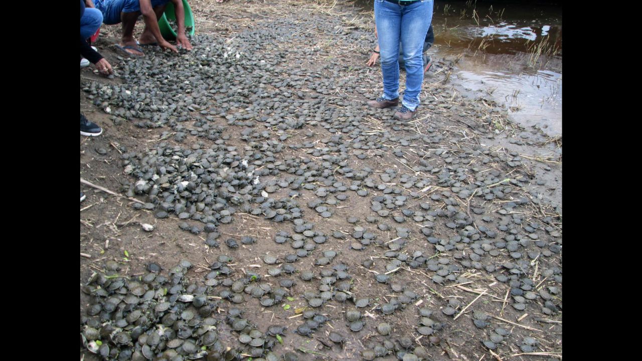 Thousands of baby Taricaya turtles were released in a stream of the Pacaya-Samiria National Reserve in Peru's Loreto region.