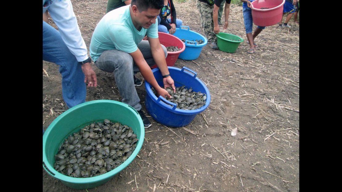 05 Peru turtles released