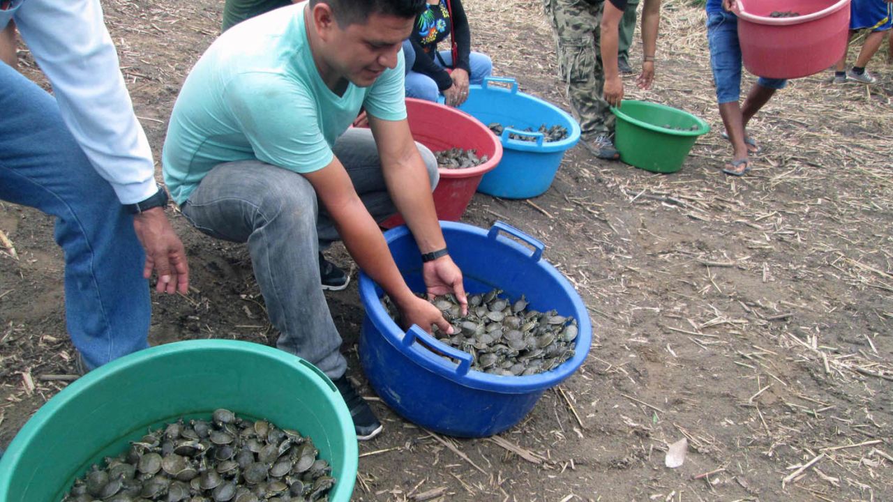 05 Peru turtles released