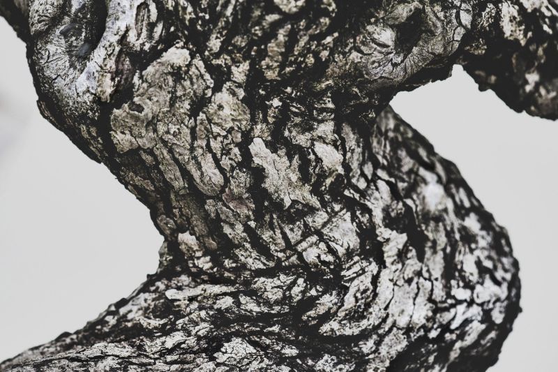 Bonsai thief steals $118,000 of tiny trees, including prized