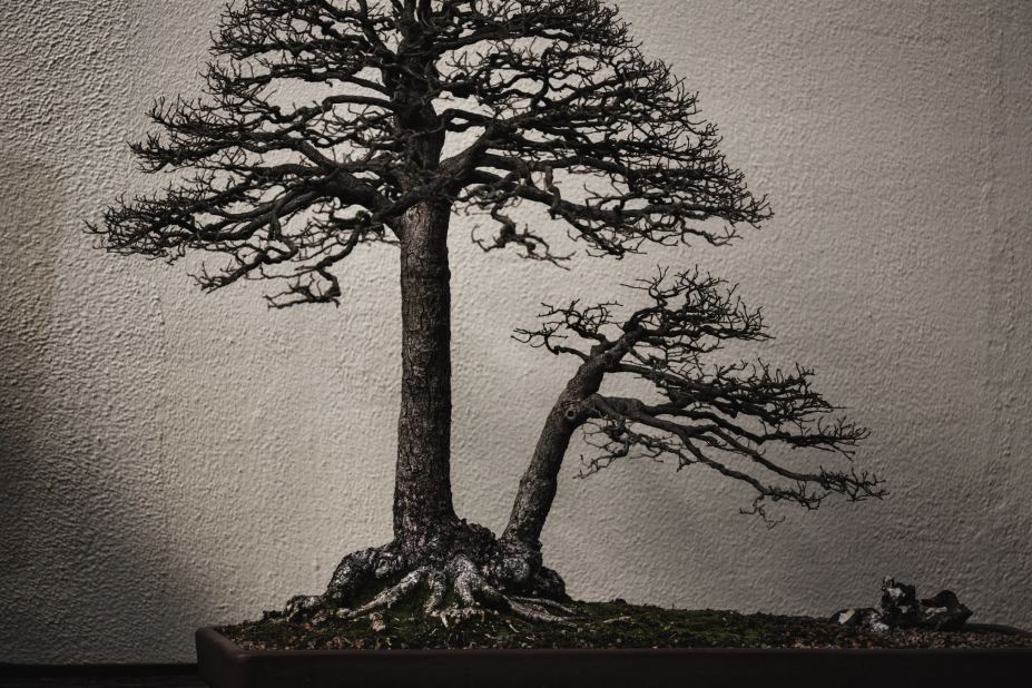 He captured this smooth-leaved elm while it was indoors. "I was really taken by the light that day which came in through the skylights and felt diffuse and crisp at the same time, rendering the tree more like an old painting than a photograph," says Voss. (Credit: Stephen Voss)