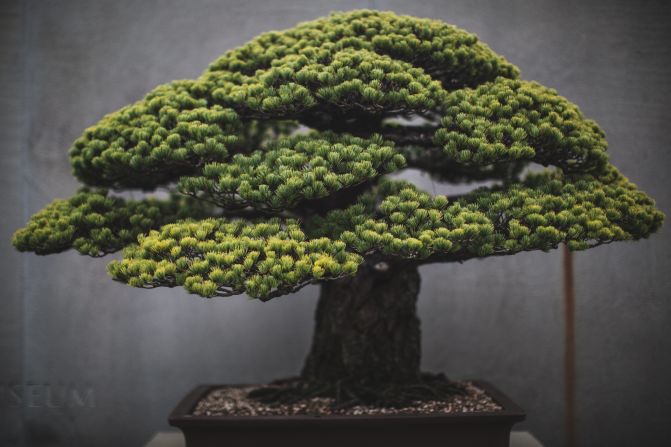 Washington DC-based portrait photographer <a href="index.php?page=&url=http%3A%2F%2Fwww.stephenvoss.com" target="_blank" target="_blank">Stephen Voss</a> started photographing bonsai in 2014, as a personal side project. One of the US National Arboretum's most spectacular bonsai, this Japanese white pine survived the atomic bombing of Hiroshima. It was presented to the US from the Japanese government in 1976, as a symbol of peace. "It's astonishing how long these trees live," says Voss. "Every single day for 400 years, there has been someone caring for this tree. These people make this their life's work and then they pass it on to someone else." (Credit: Stephen Voss)