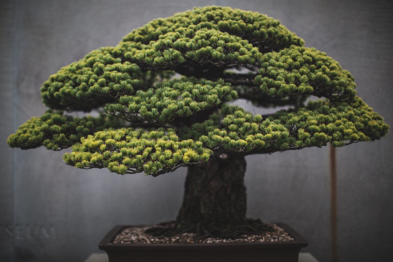 Washington DC-based portrait photographer <a href="http://www.stephenvoss.com" target="_blank" target="_blank">Stephen Voss</a> started photographing bonsai in 2014, as a personal side project. One of the US National Arboretum's most spectacular bonsai, this Japanese white pine survived the atomic bombing of Hiroshima. It was presented to the US from the Japanese government in 1976, as a symbol of peace. "It's astonishing how long these trees live," says Voss. "Every single day for 400 years, there has been someone caring for this tree. These people make this their life's work and then they pass it on to someone else." (Credit: Stephen Voss)