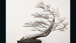 Chinese Elm, training date unknown -- Photographer Stephen Voss says he thinks the tree's leafless body and dramatic form reminds him of a tree growing on a rock along a coastline, battered by the wind.  