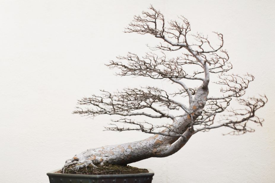 Voss says he thinks the tree's leafless body and dramatic form reminds him of a tree growing on a rock along a coastline, battered by the wind.  (Credit: Stephen Voss)