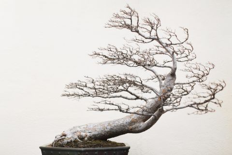 Voss says he thinks the tree's leafless body and dramatic shape remind him of a tree growing on a rock along a windswept coastline.  (Credit: Stephen Voss)