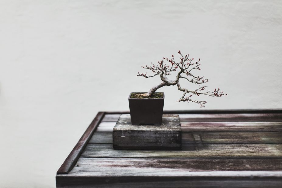5 amazing bonsai trees to give a zen garden feel! - Michael Perry
