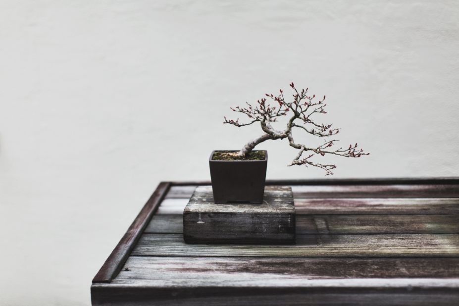 One of the smallest and most delicate trees at the US National Arboretum, this Crape Myrtle represents an "appreciation of the stark, simple beauty of bonsai -- without artifice or pretension," says Voss. (Credit: Stephen Voss)