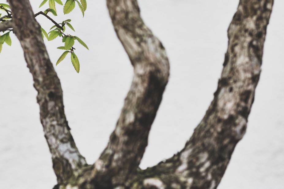 Voss wanted to share the spirit and unique characteristics of each tree he photographed, as well as the sense of peace he felt while alone with them. "I wanted to explore the substance of the trees, the essential elements that made each one feel sacred and vital," he recalls. (Credit: Stephen Voss)