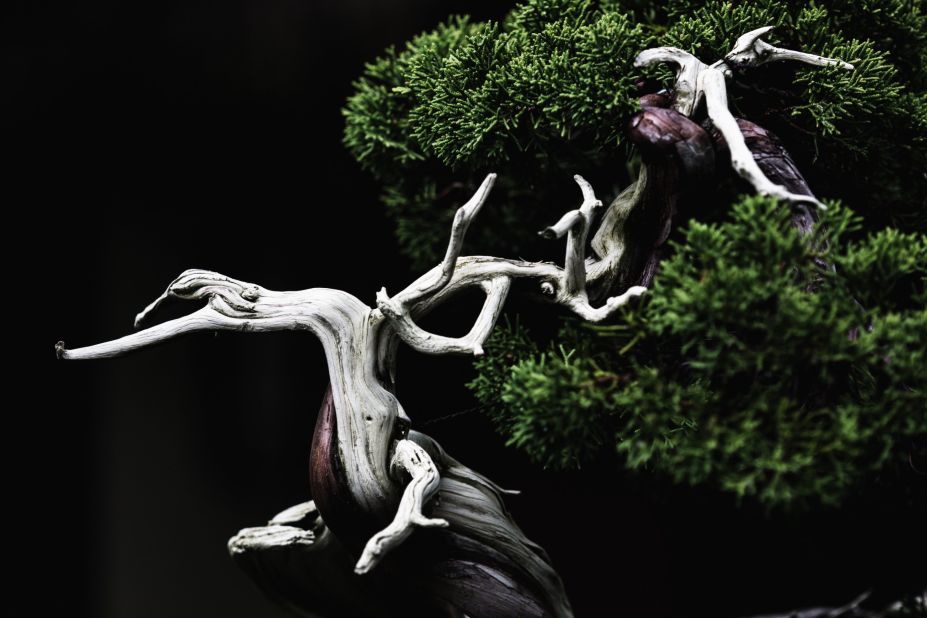 The Zen of Bonsai: Cultivating Tranquility in Miniature Landscapes
