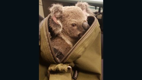 Australia police koala in bag