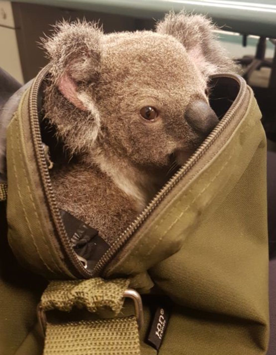 Australia police koala in bag