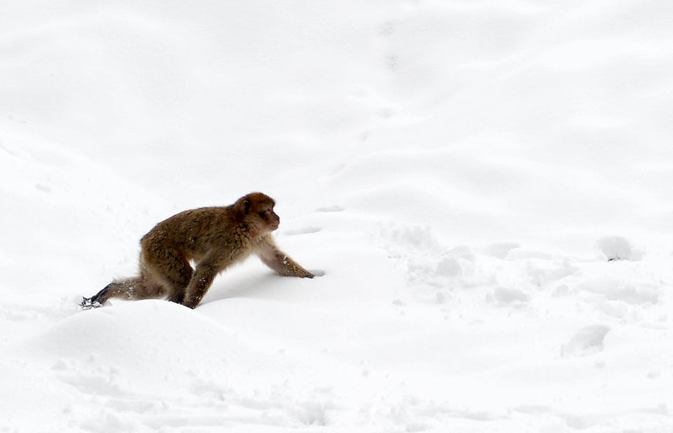 Barbary macaques are tough creatures and not averse to the snow that inundates the High Atlas each winter.