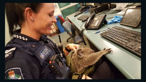 Australia police koala in bag 2