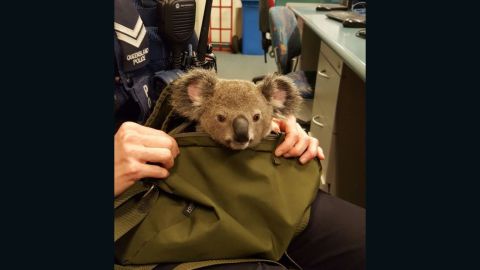 Australia police koala in bag 3