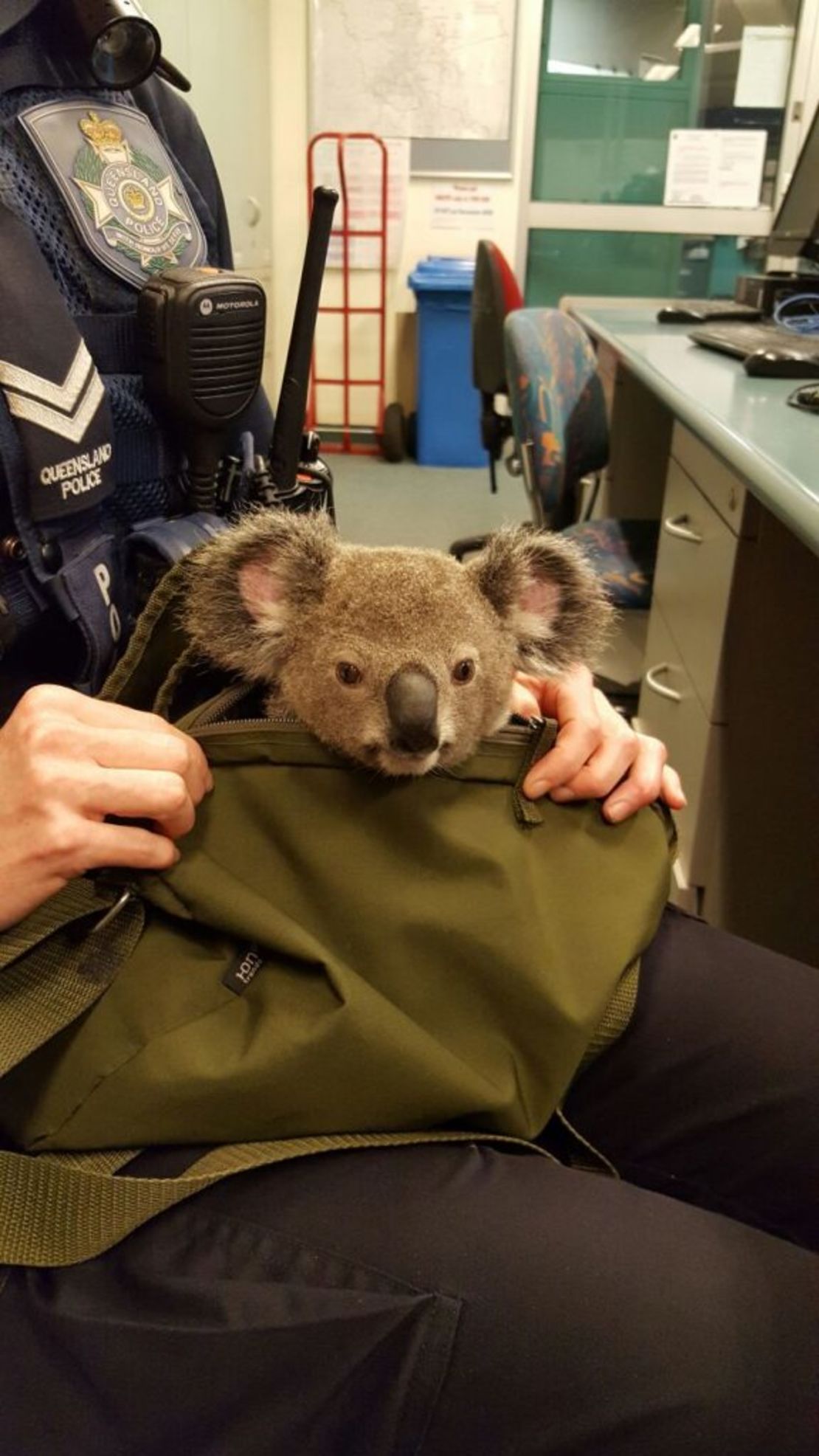 Australia police koala in bag 3