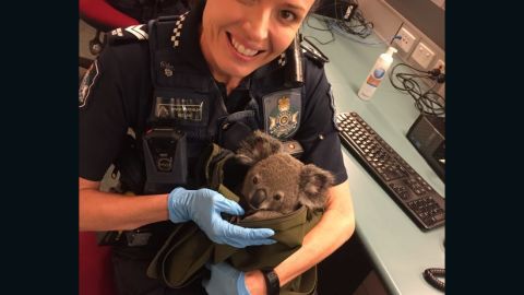 Australia police koala in bag 4