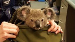 Koala in bag tease
