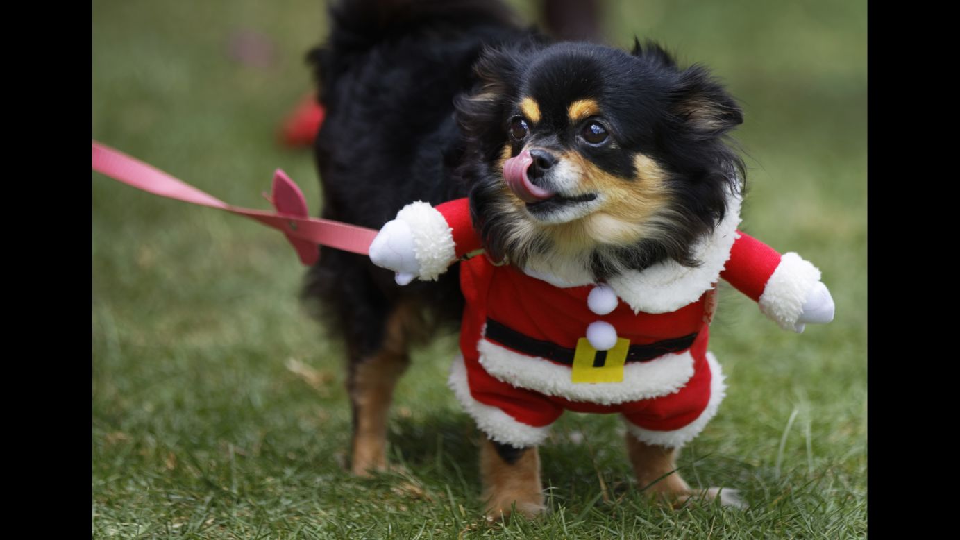 Chica the Chihuahua wears a Santa Claus outfit during the Shaggy Dog Show in Nairobi, Kenya, on Sunday, November 6.