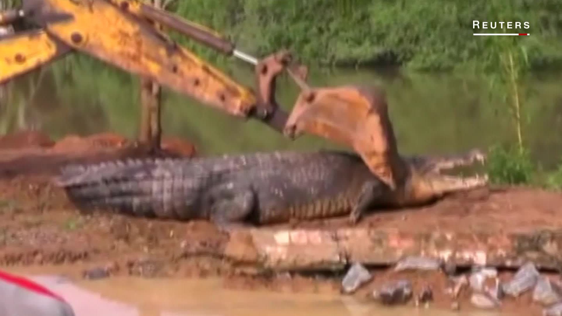 Crocodile Sri Lanka