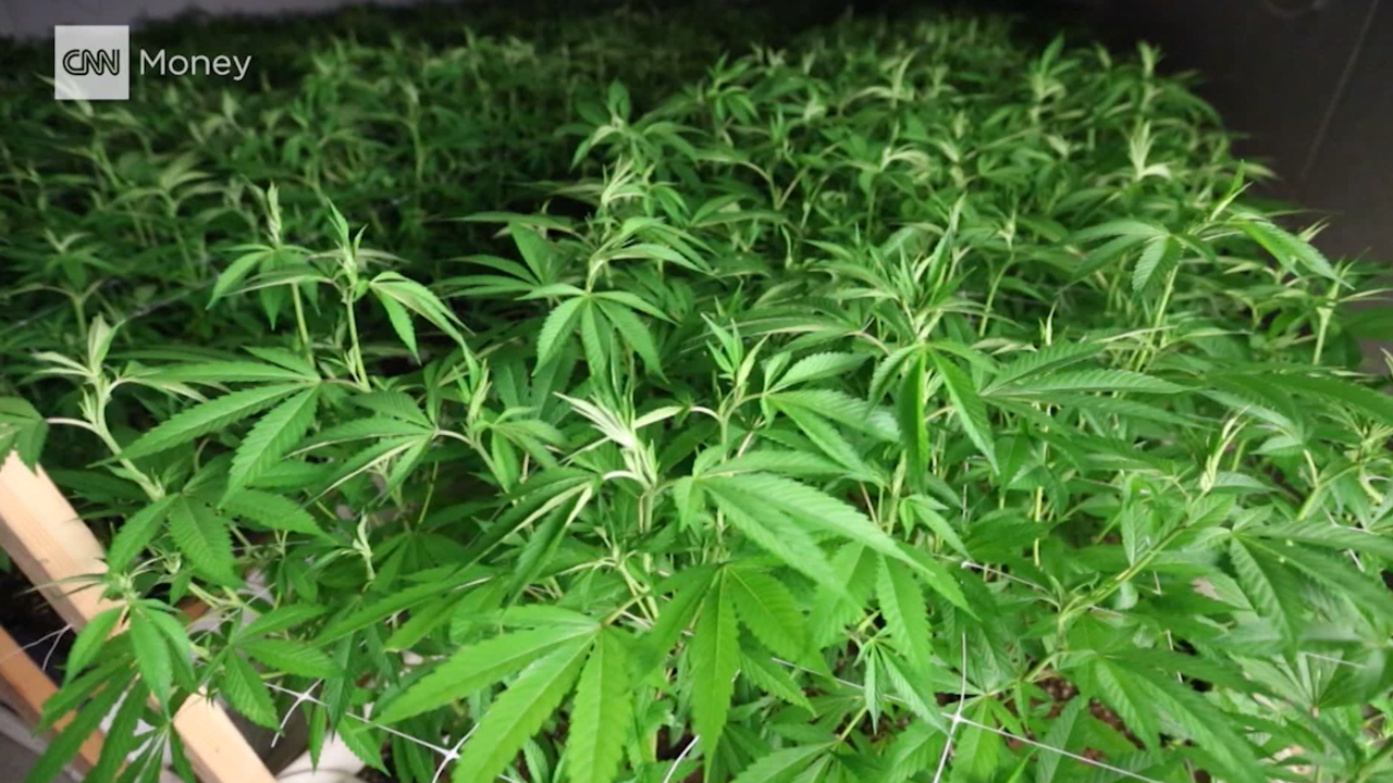 marijuana plants