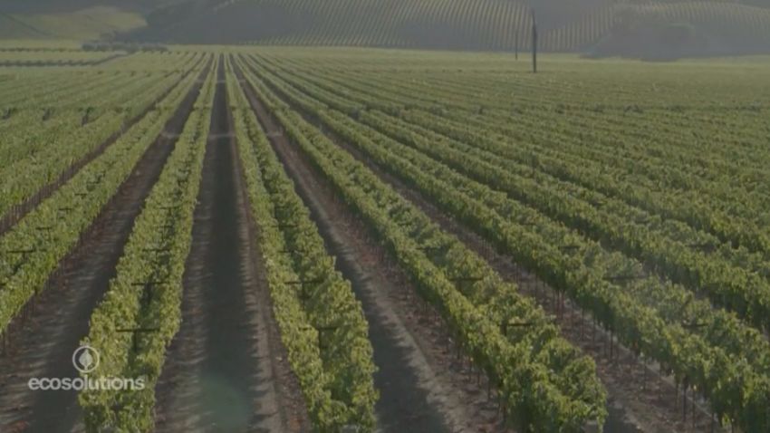 dry farming wine napa valley