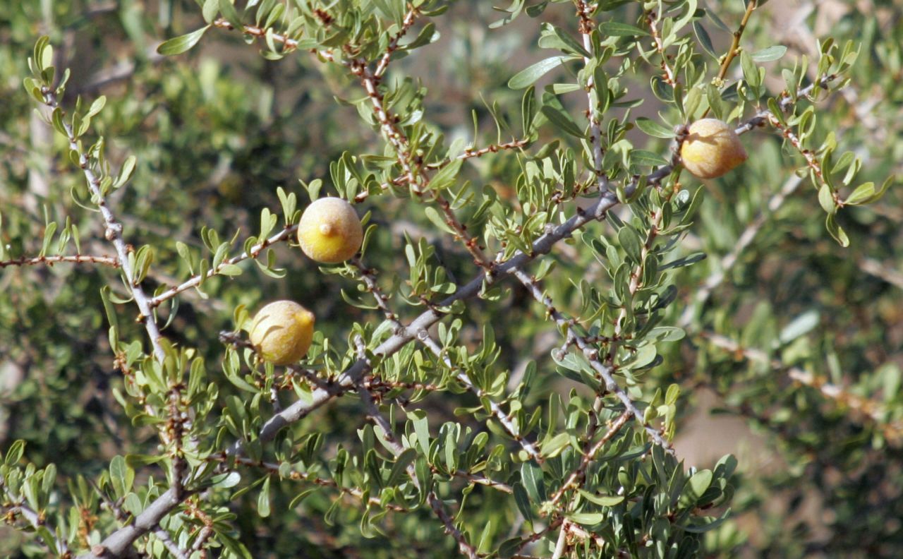 Olive-like yellow fruit grow on Argan trees in Morocco's southwest. Inside they contain the kernel that's required to make the country's rare and precious commodity: Argan oil.