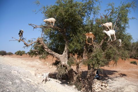 Opportunistic goats climb the gnarled trunks of the Argan trees to eat its bitter fruits. In the past, locals would collect the pits from the goat's droppings.