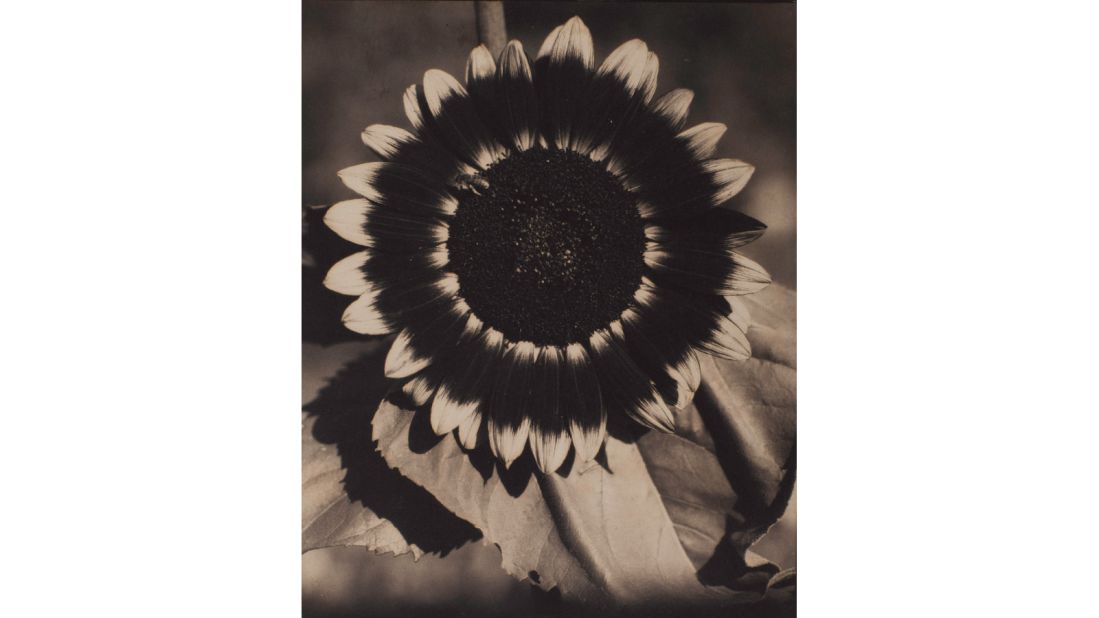 "A Bee on a Sunflower" (c.1920) by Edward Steichen
