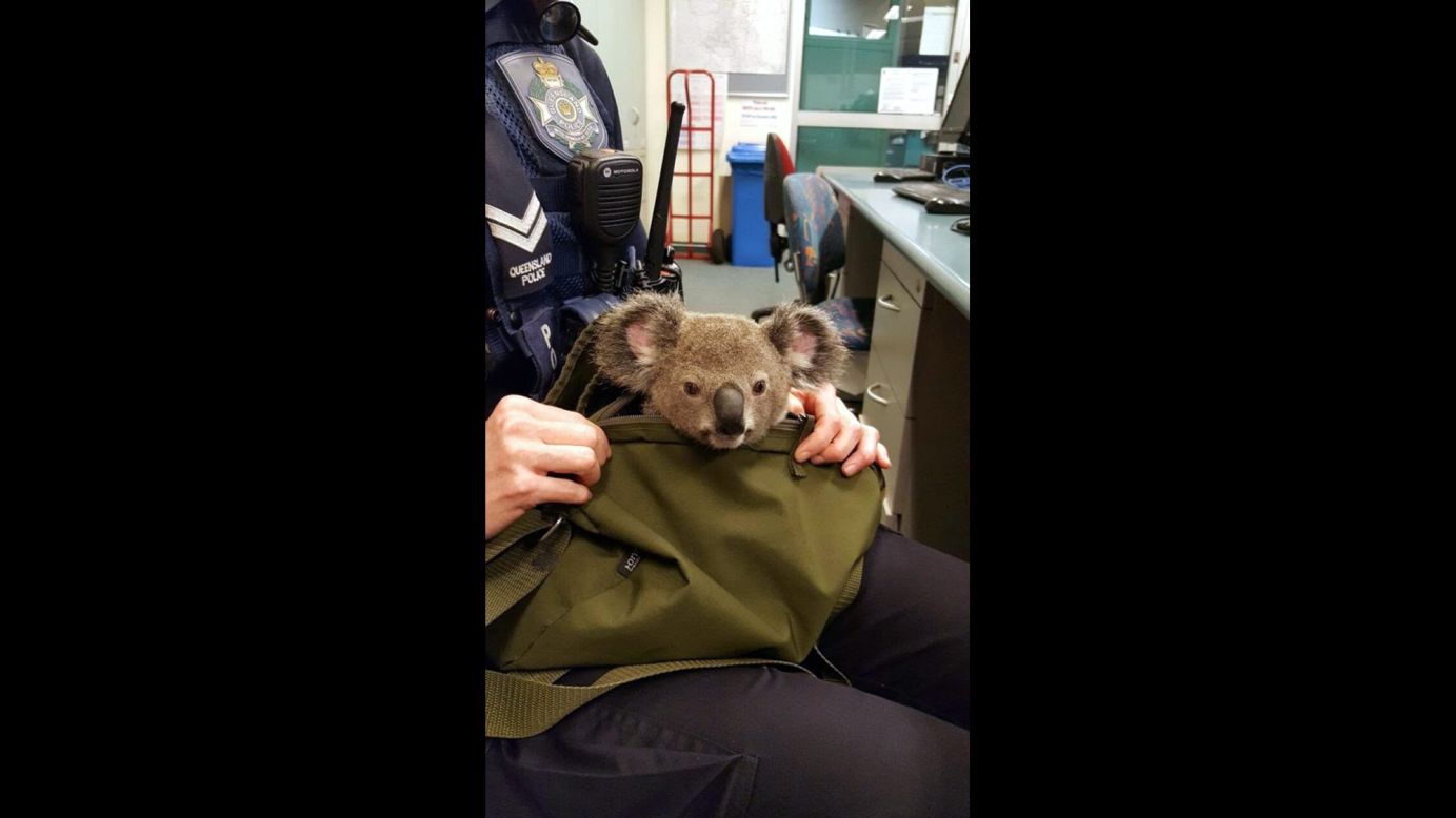 A police officer holds a baby koala in a bag at a police station in Brisbane, Australia, on Sunday, November 6. Police found the koala, <a href="http://mypolice.qld.gov.au/southbrisbane/2016/11/07/youll-never-guess-found-inside-one-womans-bag-wishart/" target="_blank" target="_blank">which they later named Alfred</a>, during a traffic stop after asking the driver if she had anything with her. 