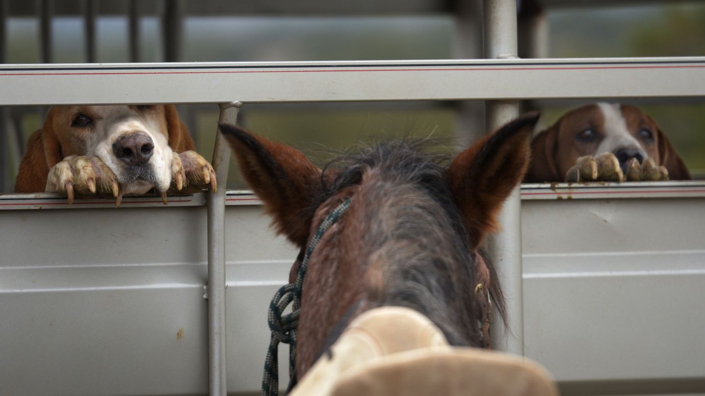 Dogs peek through a horse trailer at a ranch in San Felipe Pueblo, New Mexico, on Sunday, November 6.