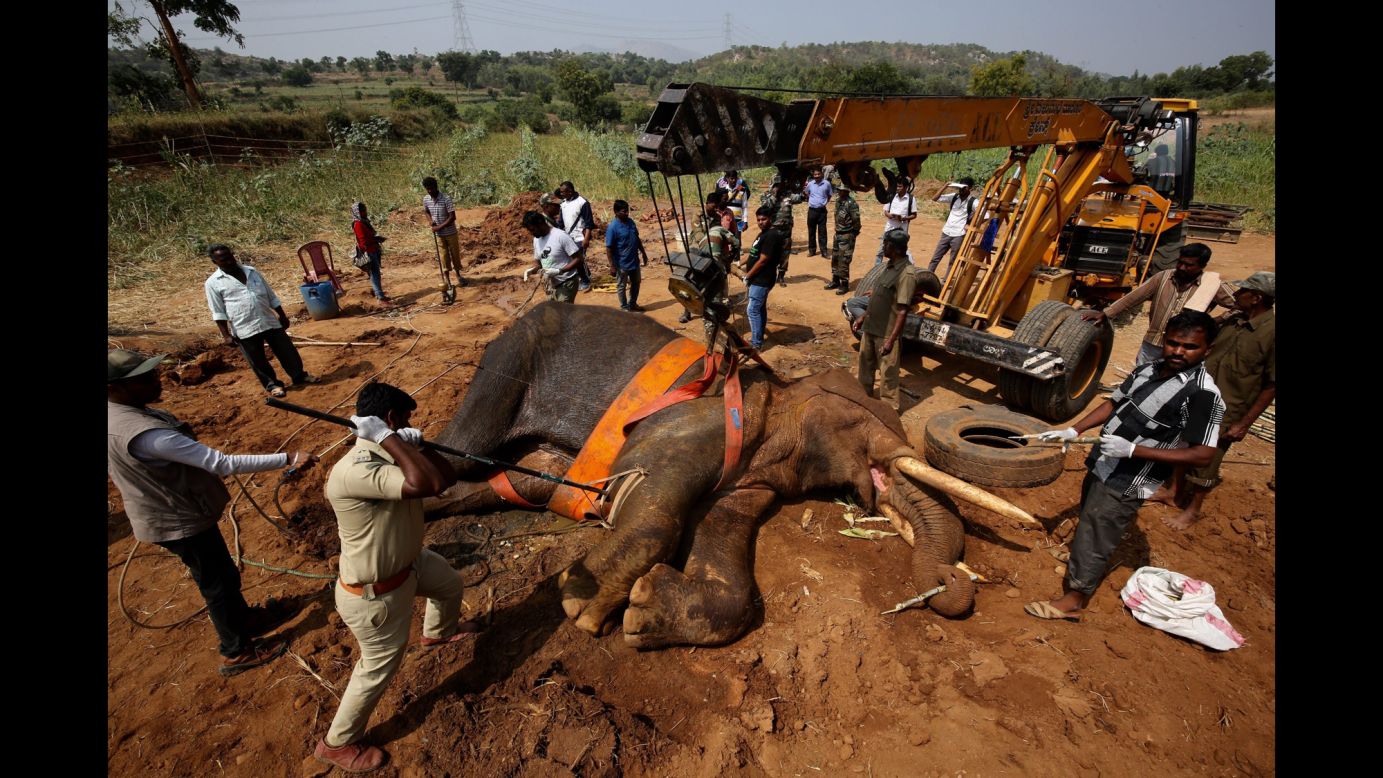 Indian officials and animal rescue team members assist an injured elephant named Sidda on the outskirts of Bangalore, India, on Wednesday, November 9. According to local media, the wild elephant has been suffering from numerous injuries, and the Indian Army joined with the state forest department to help Sidda. 