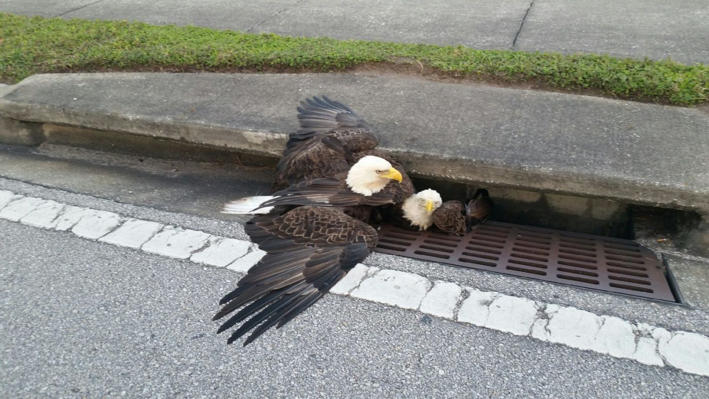 <a href="https://twitter.com/OCFireRescue/status/796850042539745281" target="_blank" target="_blank">Orange County Fire and Rescue</a> tweeted this image of a bald eagle trapped in a storm drain in Orange County, Florida. The other eagle pictured flew away. <a href="http://www.wftv.com/news/local/eagle-stuck-in-storm-drain-shuts-down-orange-county-road/466050468" target="_blank" target="_blank">CNN affiliate WFTV</a> reported that the bird was trapped for about 90 minutes. 
