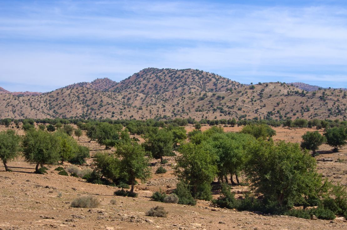 Locals and the government are working hard to ensure Argan trees are preserved.