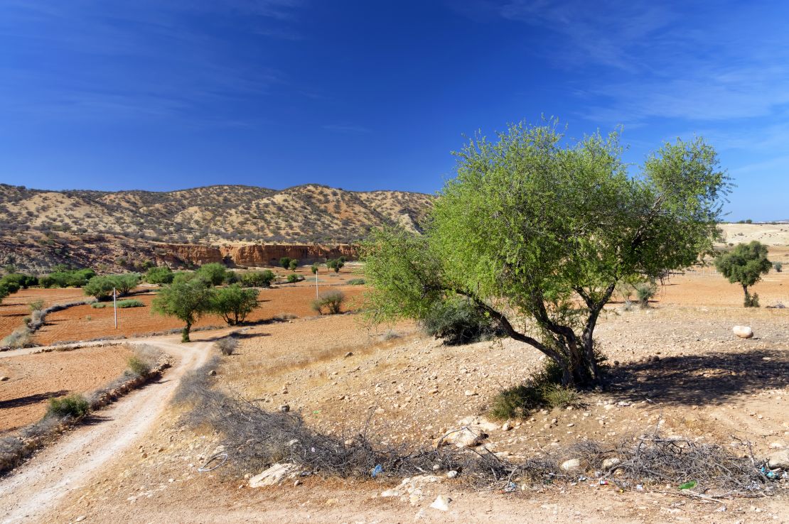 Argan trees help support the local environment by providing soil stabilization.