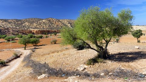Argan trees help support the local environment by providing soil stabilization.