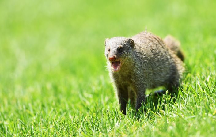 A mongoose joins the gallery during the 2016 Nedbank Golf Challenge at the Gary Player Golf Course in Sun City, South Africa.