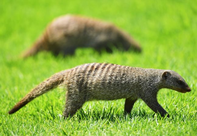 About 20 mongooses ran on to the course on Thursday while more were spotted Friday.